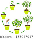 Life cycle of an apple in a pot on a white background. 133947917