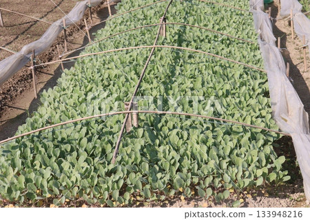 Cauliflower seedling on farm for harvest Cauliflower seedling on farm for harvest 133948216