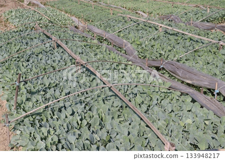 Cauliflower seedling on farm for harvest Cauliflower seedling on farm for harvest 133948217