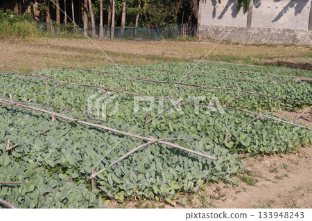 Cauliflower seedling on farm for harvest 133948243