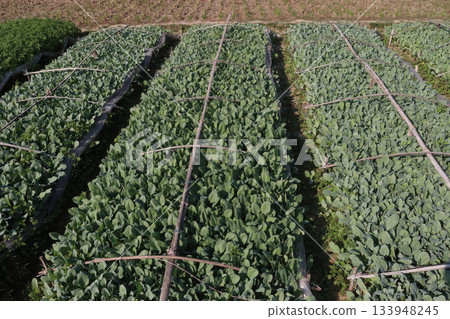 Cauliflower seedling on farm for harvest Cauliflower seedling on farm for harvest 133948245
