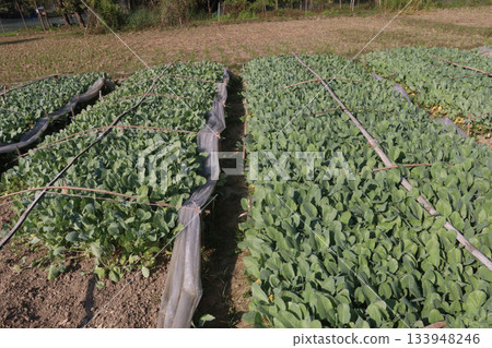 Cauliflower seedling on farm for harvest Cauliflower seedling on farm for harvest 133948246