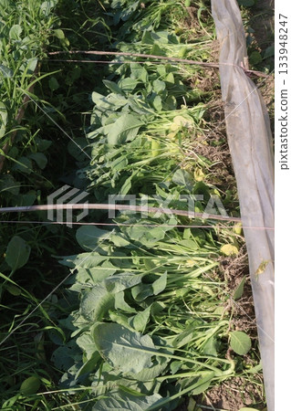 Cauliflower seedling on farm for harvest 133948247