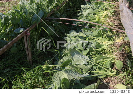 Cauliflower seedling on farm for harvest Cauliflower seedling on farm for harvest 133948248