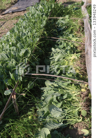 Cauliflower seedling on farm for harvest Cauliflower seedling on farm for harvest 133948249