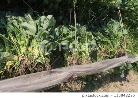 Cauliflower seedling on farm for harvest 133948250