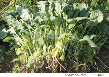 Cauliflower seedling on farm for harvest Cauliflower seedling on farm for harvest 133948252