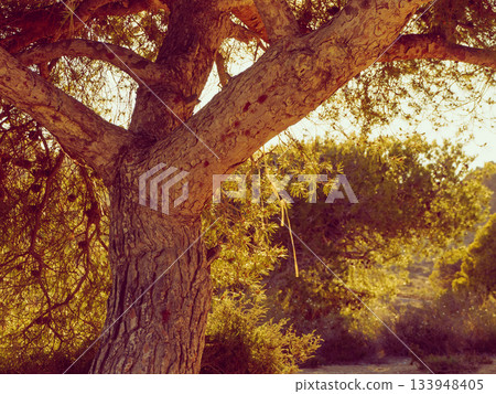 Big old pine tree on mediterranean coast Big old pine tree on mediterranean coast 133948405