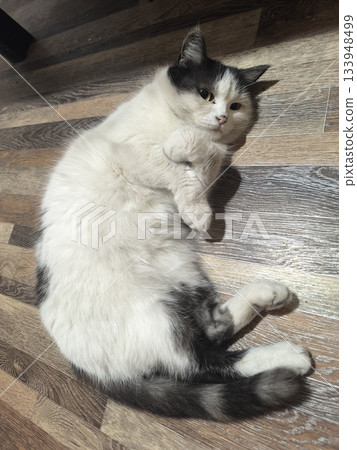 A cozy white and gray domestic cat rests on a wooden floor, its paws curled up. The soft fur and relaxed posture make it perfect for illustrating pet care and cozy home life. A cozy white and gray domestic cat rests on a wooden floor, its paws curled up. The soft fur and relaxed posture make it perfect for illustrating pet care and cozy home life. 133948499