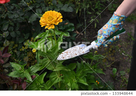 Gardener adding nutrients to blooming orange roses in early spring garden Gardener adding nutrients to blooming orange roses in early spring garden 133948644