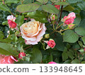 Purple roses bloom in a vibrant garden during a sunny afternoon in autumn 133948645