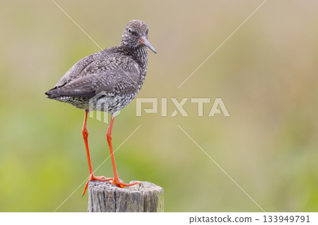 Common redshank stands on a wooden post in Eempolder area during daylight hours in the Netherlands Common redshank stands on a wooden post in Eempolder area during daylight hours in the Netherlands 133949791
