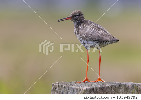 Redshank bird stands on a post at Eempolder in the Netherlands during daytime Redshank bird stands on a post at Eempolder in the Netherlands during daytime 133949792