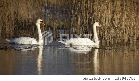 Mute swans swim in Eempolder wetlands of the Netherlands during early morning light near tall grasses and reflections on the water 133949795