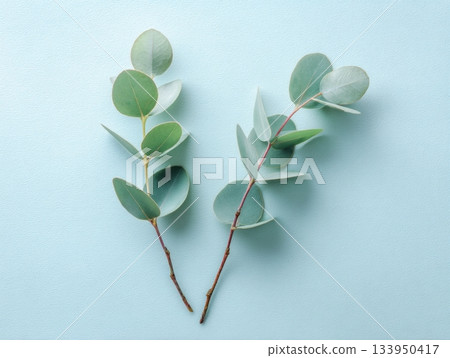 Eucalyptus branches minimal botanical layout on mint background Eucalyptus branches minimal botanical layout on mint background 133950417