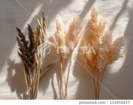Dried floral stems in warm sunlight on textured background Dried floral stems in warm sunlight on textured background 133950857