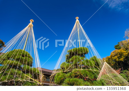 秋天的肥後細川花園，東京文京區，雪吊 133951368