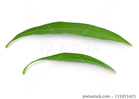 Green Mango leaf isolated on a white background. Top view. Flat lay Green Mango leaf isolated on a white background. Top view. Flat lay 133951423