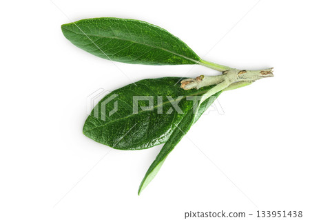 Leaves of Feijoa sellowiana, feijoa, pineapple guava and guavasteen isolated on white background 133951438