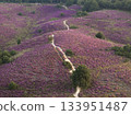 Heather in Bloom, Posbank National park Veluwe, Purple Pink Blooming heater in Posbank Rheden, Netherlands. Aerial Shot. 133951487