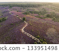 Heather in Bloom, Posbank National park Veluwe, Purple Pink Blooming heater in Posbank Rheden, Netherlands. Aerial Shot. 133951498