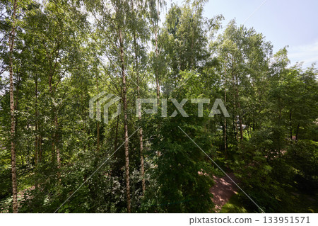 Peaceful neighborhood trail amidst nature, Quiet residential area with treelined paths and soothing sunlight Peaceful neighborhood trail amidst nature, Quiet residential area with treelined paths and soothing sunlight 133951571