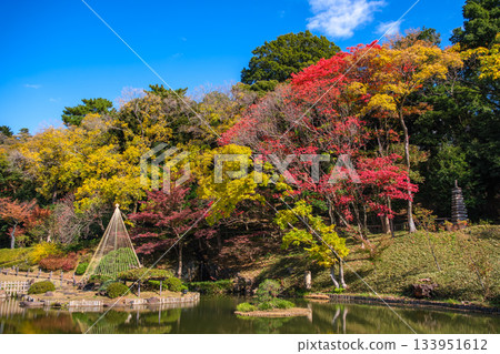 東京文京區肥後細川花園的秋色 133951612