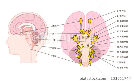 Illustration of the 12 cranial nerves and midsagittal section 133951744