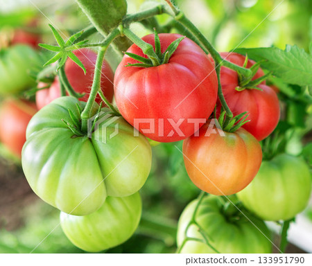 Tomato plant. Close up shot of organic tomatoes growing. 133951790