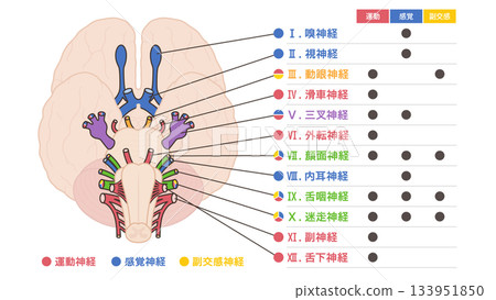 Illustration of the 12 cranial nerves, color-coded by motor, sensory, and parasympathetic nerves 133951850