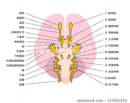 Illustration of the brain with the names of the 12 cranial nerves and brain regions on the underside 133951858