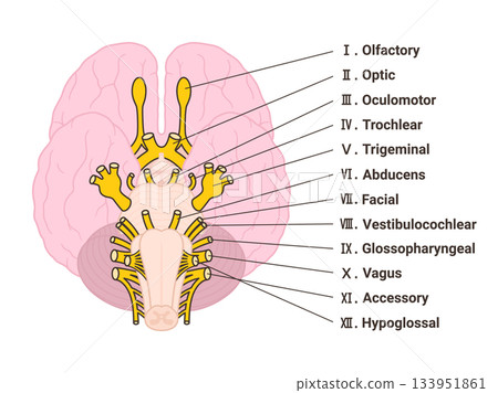 英文版十二對腦神經圖示（附名稱） 133951861