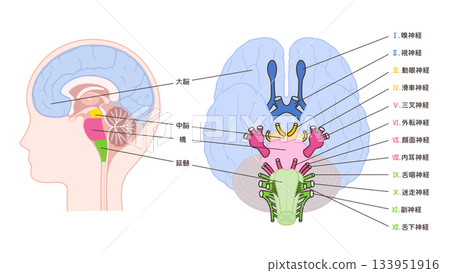 Illustration of the 12 cranial nerves and midsagittal section_The illustration from below includes the midbrain to make the origin easier to see Illustration of the 12 cranial nerves and midsagittal section_The illustration from below includes the midbrain to make the origin easier to see 133951916