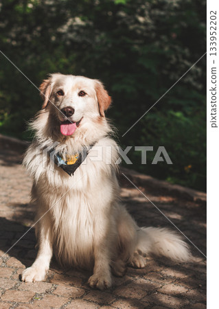 White golden retriever dog sitting and panting in summer wedding 133952202