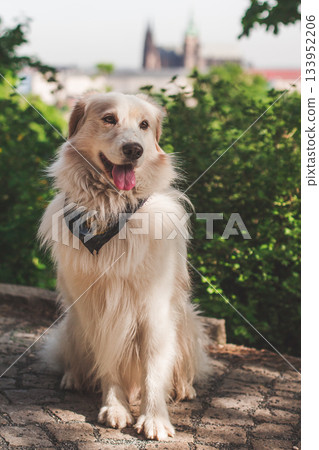 White dog sitting in park with prague castle in background 133952206