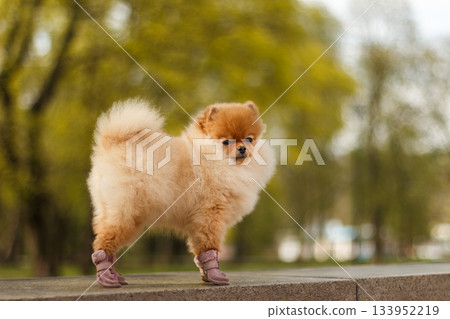 Adorable pomeranian dog wearing shoes in spring park Adorable pomeranian dog wearing shoes in spring park 133952219