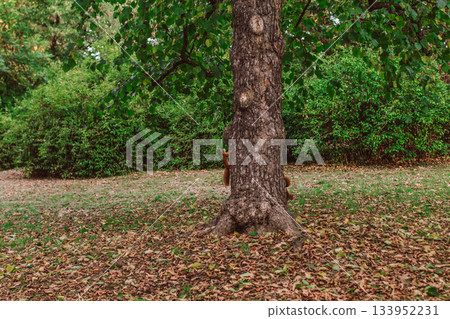 Red squirrel climbing a tree in a park during autumn Red squirrel climbing a tree in a park during autumn 133952231