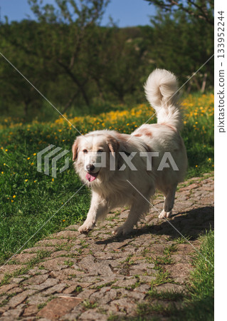 Happy dog running on cobblestone path in spring meadow 133952244