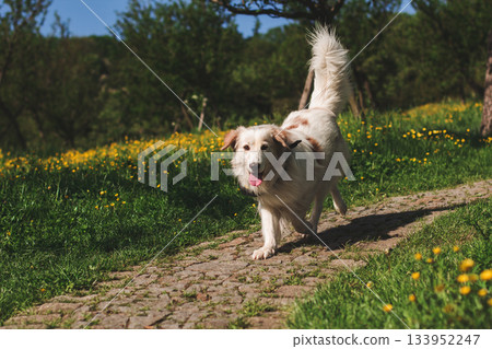 Happy dog running on cobblestone path in spring meadow 133952247
