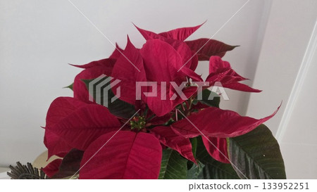 Festive christmas poinsettia plant for holiday decor and celebration 133952251