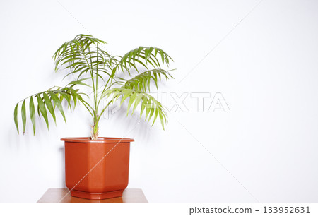 Decorative Areca palm near white wall. Green plants fot home. Eco Life. Freshening of the air. Indoor gardening. 133952631