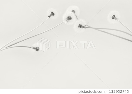 Trendy color of year 2026 - Cloud Dancer. Soft fluffy dandelions with white seeds on a mocha Dancer background with space for text. Copy space. Banner. 133952745