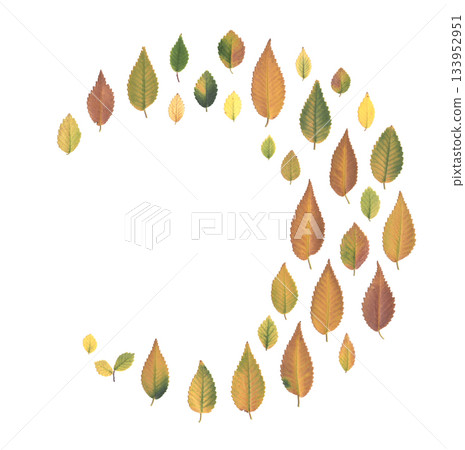 Multicolored autumn elm leaves arranged in a delicate crescent formation on a white background. Natural botanical herbarium element for seasonal design, eco projects and nature inspired compositions. 133952951