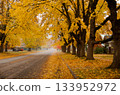 Colorful Autumn Maple Leaves Covering the Ground Colorful Autumn Maple Leaves Covering the Ground 133952972