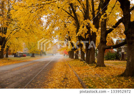 Colorful Autumn Maple Leaves Covering the Ground 133952972