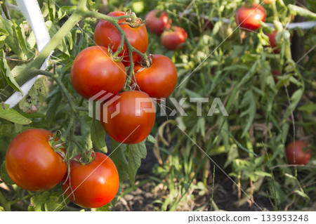 Fresh red organic tomatoes on the vine in garden Fresh red organic tomatoes on the vine in garden 133953248