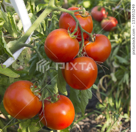 Fresh red organic tomatoes on the vine in garden Fresh red organic tomatoes on the vine in garden 133953249