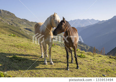 Horses interacting at Grasjoch bergstation in Sankt Gallenkirch, Vorarlberg, Austria Horses interacting at Grasjoch bergstation in Sankt Gallenkirch, Vorarlberg, Austria 133953494