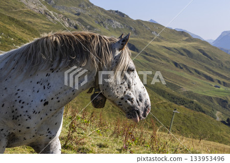 Horse at Grasjoch bergstation in Sankt Gallenkirch in Vorarlberg Austria during a clear day in the Montafon region Horse at Grasjoch bergstation in Sankt Gallenkirch in Vorarlberg Austria during a clear day in the Montafon region 133953496