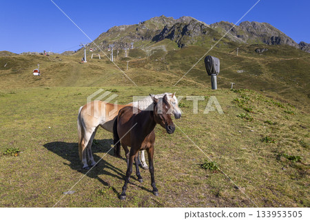 Horses at Grasjoch bergstation in Sankt Gallenkirch during a sunny day in the Montafon region of Vorarlberg, Austria 133953505